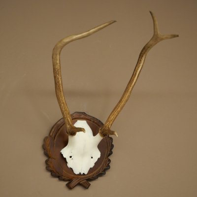 Bois de cerf rouge 6 cors Hauteur 59 cm Bois de cerf Plaque trophée sculptée 70.1031