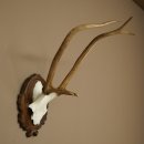 Corna di cervo rosso 6 punte Altezza 59 cm Corna di cervo...