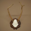 Bois de cerf rouge 6 cors Hauteur 59 cm Bois de cerf Plaque trophée sculptée 70.1031