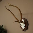 Bois de cerf rouge 6 cors Hauteur 59 cm Bois de cerf Plaque trophée sculptée 70.1031