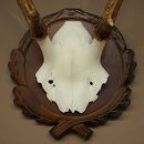 Bois de cerf rouge 6 cors Hauteur 59 cm Bois de cerf Plaque trophée sculptée 70.1031