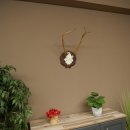 Bois de cerf rouge 6 cors Hauteur 59 cm Bois de cerf Plaque trophée sculptée 70.1031