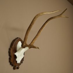 Bois de cerf rouge 6 cors Hauteur 59 cm Bois de cerf Plaque trophée sculptée 70.1031