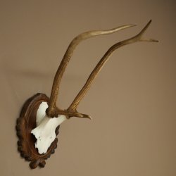 Bois de cerf rouge 6 cors Hauteur 59 cm Bois de cerf Plaque trophée sculptée 70.1031