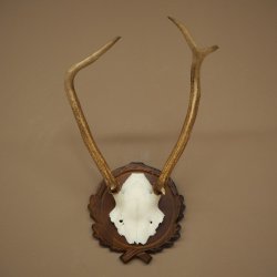 Bois de cerf rouge 6 cors Hauteur 59 cm Bois de cerf Plaque trophée sculptée 70.1031