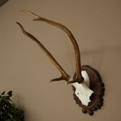 Bois de cerf rouge 6 cors Hauteur 59 cm Bois de cerf Plaque trophée sculptée 70.1031