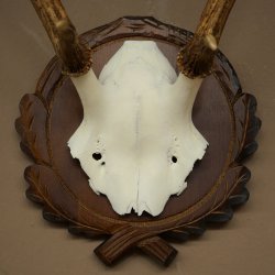 Bois de cerf rouge 6 cors Hauteur 59 cm Bois de cerf Plaque trophée sculptée 70.1031