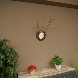 Bois de cerf rouge 6 cors Hauteur 59 cm Bois de cerf Plaque trophée sculptée 70.1031