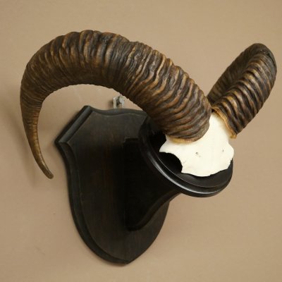 Mufflon (Ovis gmelini musimon) Ram Gewei Schedeltrofee Hoornlengte 68 cm op trofeeschild 82.1.132