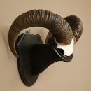 Mufflon (Ovis gmelini musimon) Ram Gewei Schedeltrofee Hoornlengte 68 cm op trofeeschild 82.1.132