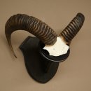 Mufflon (Ovis gmelini musimon) Ram Gewei Schedeltrofee Hoornlengte 68 cm op trofeeschild 82.1.132