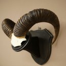 Mufflon (Ovis gmelini musimon) Ram Gewei Schedeltrofee Hoornlengte 68 cm op trofeeschild 82.1.132
