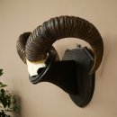 Mufflon (Ovis gmelini musimon) Ram Gewei Schedeltrofee Hoornlengte 68 cm op trofeeschild 82.1.132