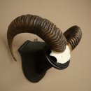 Mufflon (Ovis gmelini musimon) Ram Gewei Schedeltrofee Hoornlengte 68 cm op trofeeschild 82.1.132