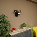 Mufflon (Ovis gmelini musimon) Ram Gewei Schedeltrofee Hoornlengte 68 cm op trofeeschild 82.1.132