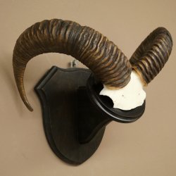 Mufflon (Ovis gmelini musimon) Ram Gewei Schedeltrofee Hoornlengte 68 cm op trofeeschild 82.1.132