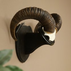 Mufflon (Ovis gmelini musimon) Ram Gewei Schedeltrofee Hoornlengte 68 cm op trofeeschild 82.1.132