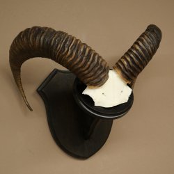 Mufflon (Ovis gmelini musimon) Ram Gewei Schedeltrofee Hoornlengte 68 cm op trofeeschild 82.1.132