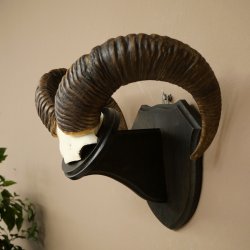 Mufflon (Ovis gmelini musimon) Ram Gewei Schedeltrofee Hoornlengte 68 cm op trofeeschild 82.1.132