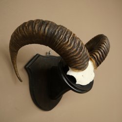 Mufflon (Ovis gmelini musimon) Ram Gewei Schedeltrofee Hoornlengte 68 cm op trofeeschild 82.1.132