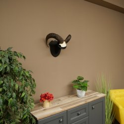 Mufflon (Ovis gmelini musimon) Ram Gewei Schedeltrofee Hoornlengte 68 cm op trofeeschild 82.1.132