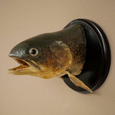 Forelle Kopf Präparat Fische mit offene Kiemen  Fisch präpariert hängen 60.1.3.26