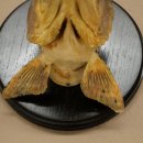 Forelle Kopf Präparat Fische mit offene Kiemen  Fisch präpariert hängen 60.1.3.26