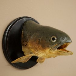 Forelle Kopf Präparat Fische mit offene Kiemen  Fisch präpariert hängen 60.1.3.26