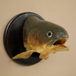 Forelle Kopf Präparat Fische mit offene Kiemen  Fisch präpariert hängen 60.1.3.26