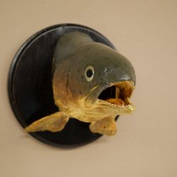 Forelle Kopf Präparat Fische mit offene Kiemen  Fisch präpariert hängen 60.1.3.26