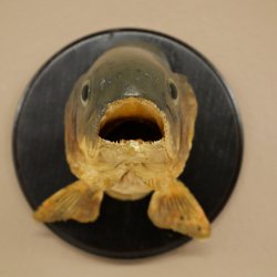 Forelle Kopf Präparat Fische mit offene Kiemen  Fisch präpariert hängen 60.1.3.26