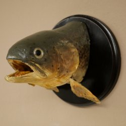 Forelle Kopf Präparat Fische mit offene Kiemen  Fisch präpariert hängen 60.1.3.26