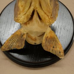 Forelle Kopf Präparat Fische mit offene Kiemen  Fisch präpariert hängen 60.1.3.26