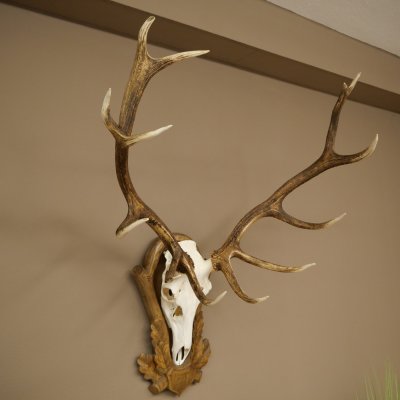 Bois de cerf rouge 6 cors Hauteur 59 cm Bois de cerf Plaque trophée sculptée 70.1031