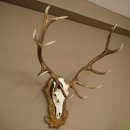 Bois de cerf rouge 6 cors Hauteur 59 cm Bois de cerf Plaque trophée sculptée 70.1031