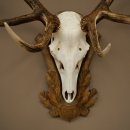 Bois de cerf rouge 6 cors Hauteur 59 cm Bois de cerf Plaque trophée sculptée 70.1031