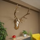 Bois de cerf rouge 6 cors Hauteur 59 cm Bois de cerf Plaque trophée sculptée 70.1031