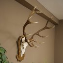 Bois de cerf rouge 6 cors Hauteur 59 cm Bois de cerf Plaque trophée sculptée 70.1031