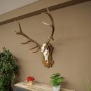 Bois de cerf rouge 6 cors Hauteur 59 cm Bois de cerf Plaque trophée sculptée 70.1031