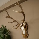 Bois de cerf rouge 6 cors Hauteur 59 cm Bois de cerf Plaque trophée sculptée 70.1031