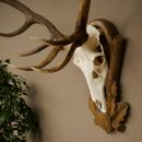 Bois de cerf rouge 6 cors Hauteur 59 cm Bois de cerf Plaque trophée sculptée 70.1031