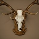 Bois de cerf rouge 6 cors Hauteur 59 cm Bois de cerf Plaque trophée sculptée 70.1031