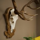 Bois de cerf rouge 6 cors Hauteur 59 cm Bois de cerf Plaque trophée sculptée 70.1031