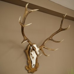 Bois de cerf rouge 6 cors Hauteur 59 cm Bois de cerf Plaque trophée sculptée 70.1031