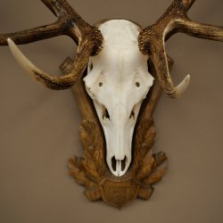 Bois de cerf rouge 6 cors Hauteur 59 cm Bois de cerf Plaque trophée sculptée 70.1031