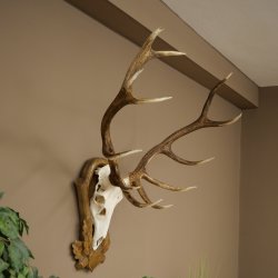 Bois de cerf rouge 6 cors Hauteur 59 cm Bois de cerf Plaque trophée sculptée 70.1031