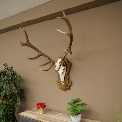 Bois de cerf rouge 6 cors Hauteur 59 cm Bois de cerf Plaque trophée sculptée 70.1031