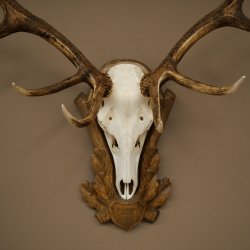 Bois de cerf rouge 6 cors Hauteur 59 cm Bois de cerf Plaque trophée sculptée 70.1031