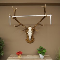 Bois de cerf rouge 6 cors Hauteur 59 cm Bois de cerf Plaque trophée sculptée 70.1031