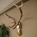 Corna di cervo rosso 6 punte Altezza 59 cm Corna di cervo...